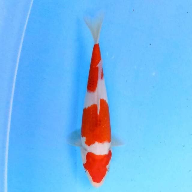 Sandan Goromo 23 cm