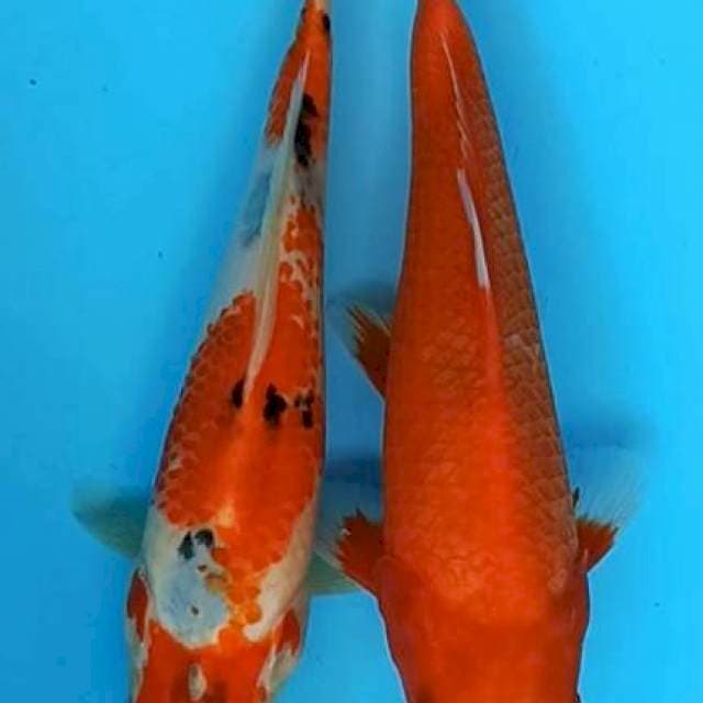 Maruten sanke kanoko x aka hajiro 22cm