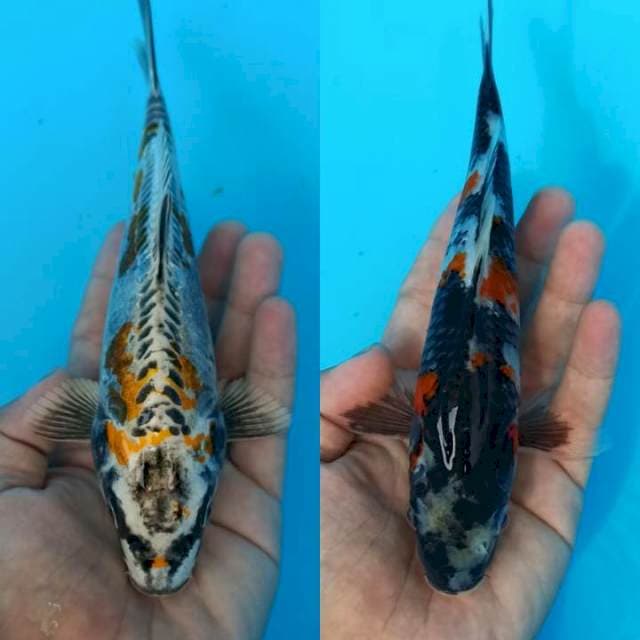 Duo kin kiko x black showa 21cm