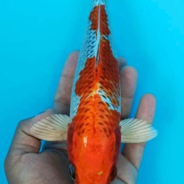 Kujaku sunkist 25+cm