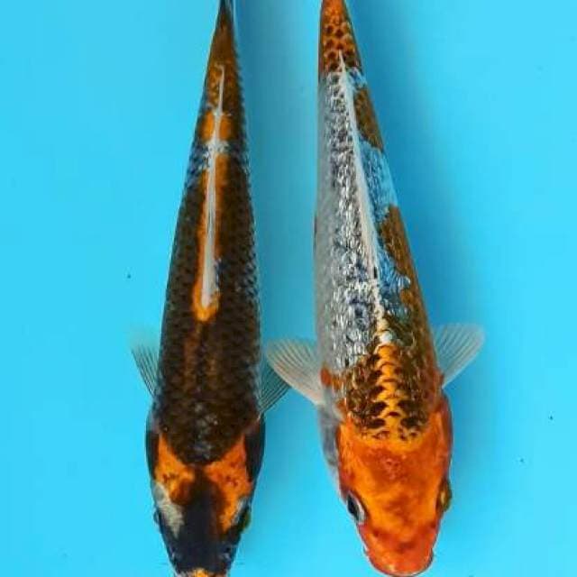 Kabuto pattern x kujaku ginrin 20cm