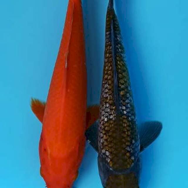 Duo benigoi x maruten ochiba ginrin 22+cm