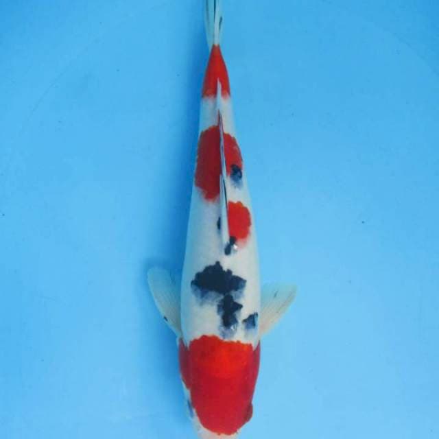 Sanke 30 cm