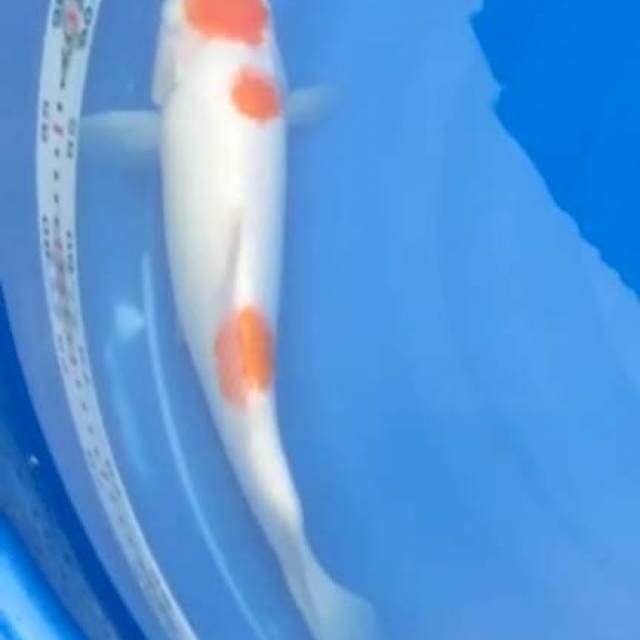 Maruten kohaku 35cm