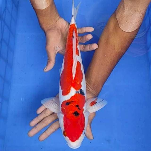 Sanke doit aragoke 39cm