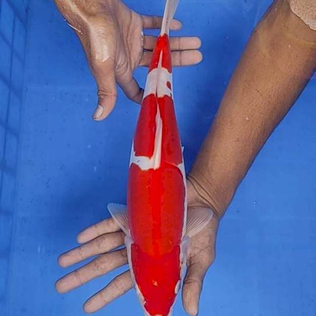 Kohaku doit 37cm
