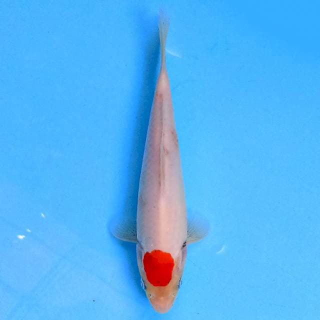 Tancho 18 cm