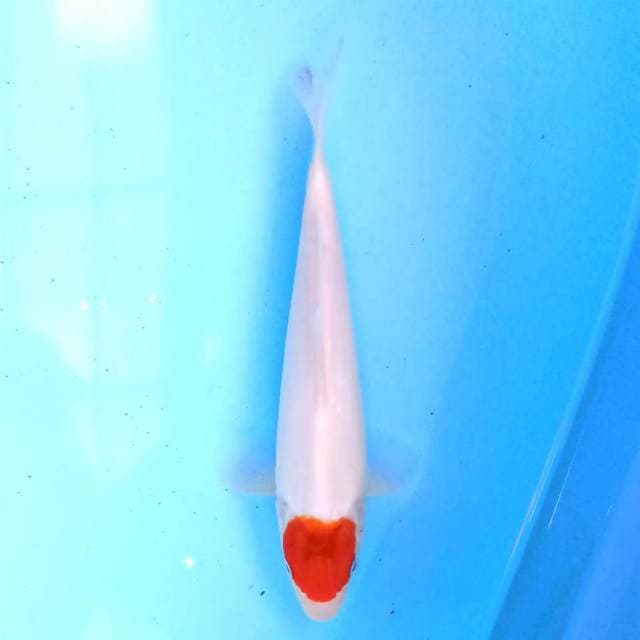 Tancho Goromo 20 cm