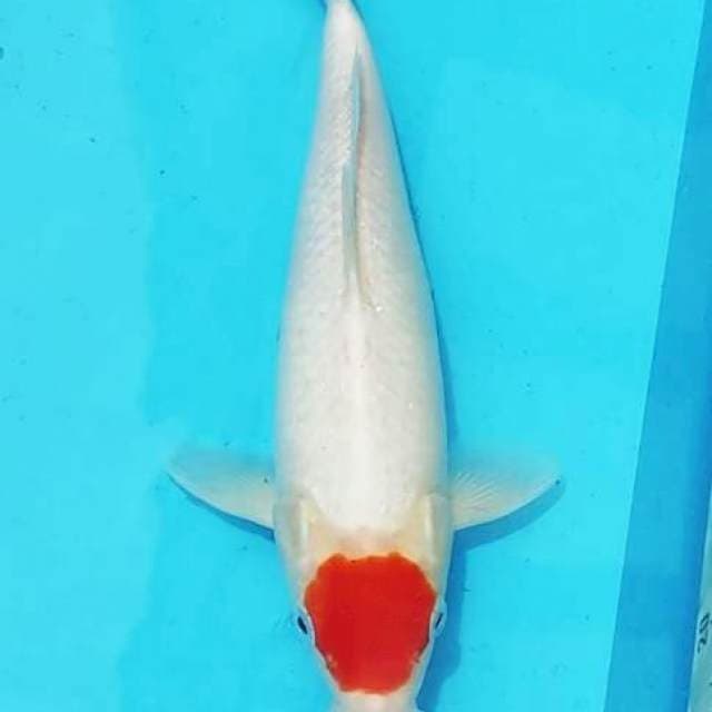 HQ Tancho Kohaku Original 28cm Betina