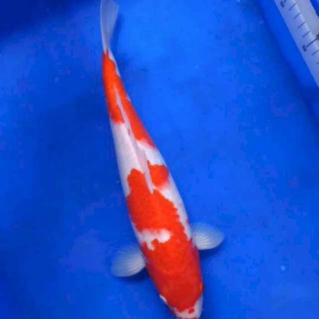 🔥KOHAKU HOT RED🔥