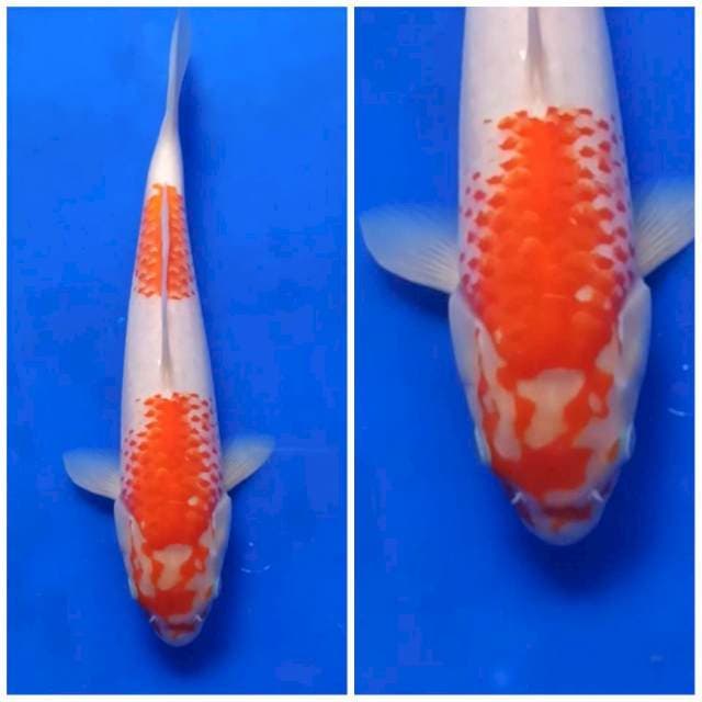 KOHAKU KANOKO MOTIV API 100% original