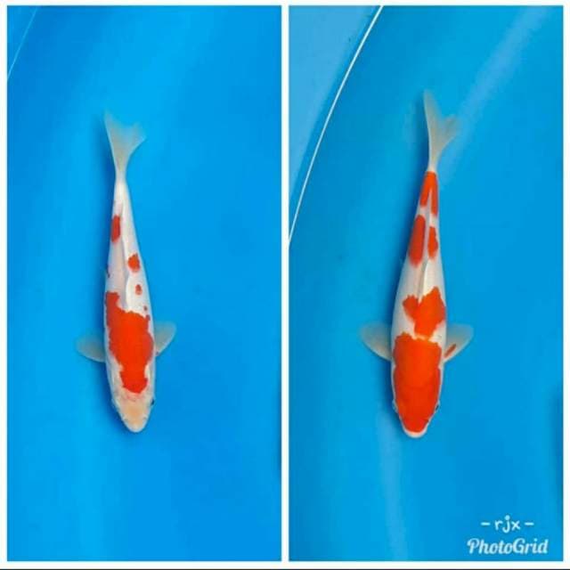 Sepasang kohaku