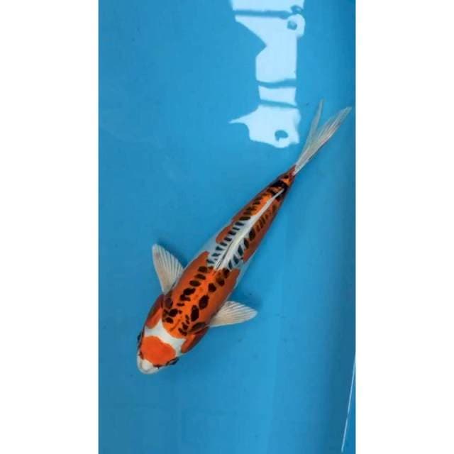kujaku doit 26 cm male