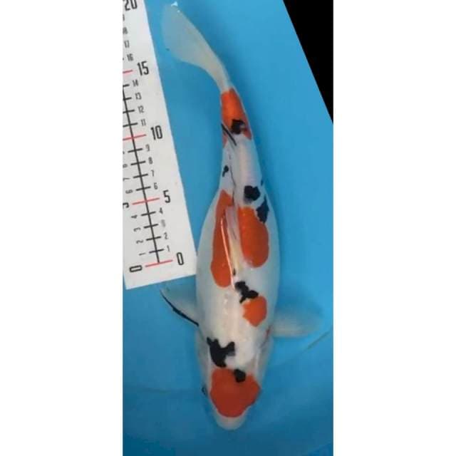 sanke doit female 31 cm