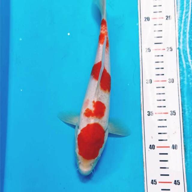 Kohaku 28cm
