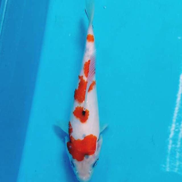 Sanke 20cm