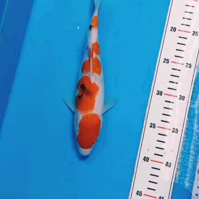 Sanke 27cm