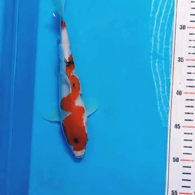 Sanke inazuma 26cm