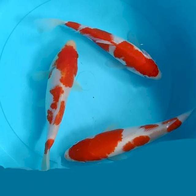 Kohaku 3 ekr non gindrin