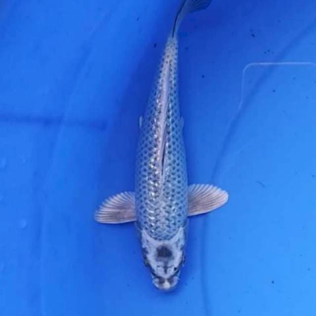 Mukashi ginrin 19 cm