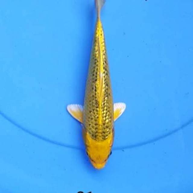 Kin matshuba 21 cm