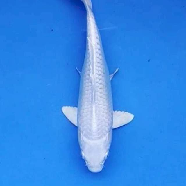 Platinum putih bersih 24 cm