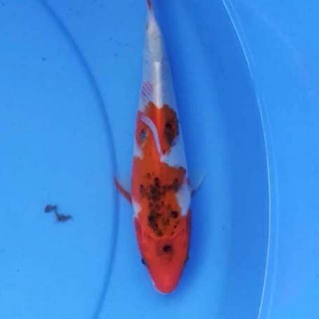 Kujaku merah 20 cm