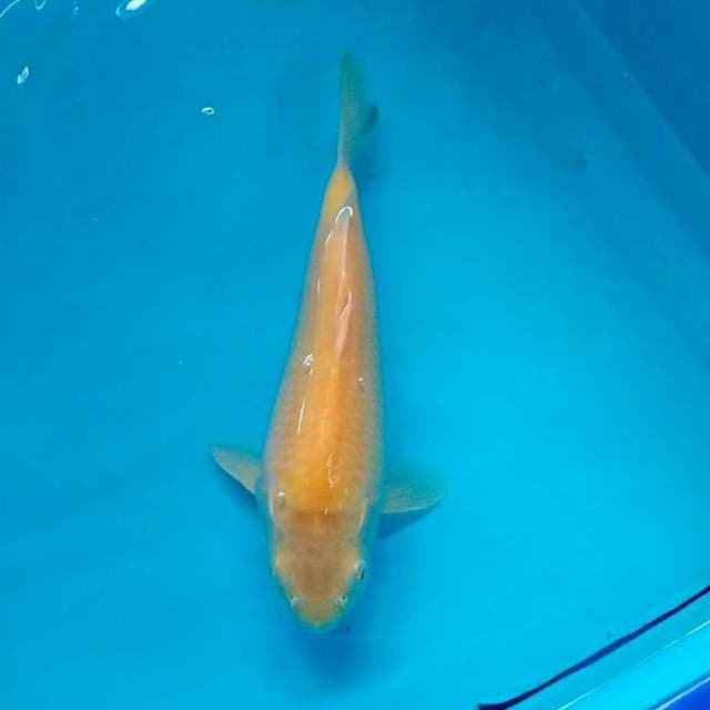 Import non serti 25cm