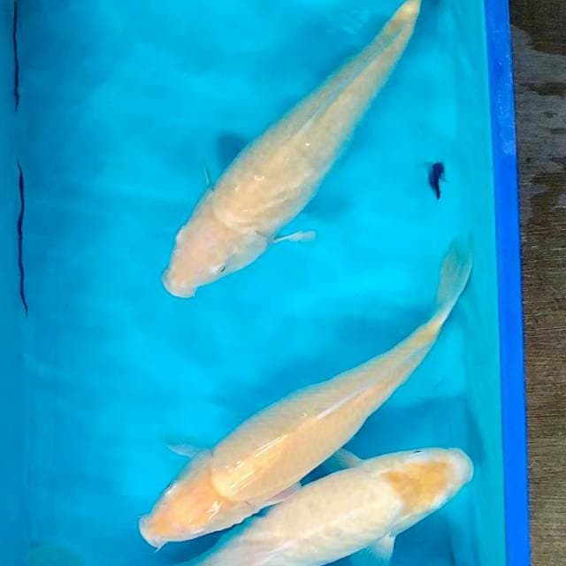Karashi mata merah 3 ekor