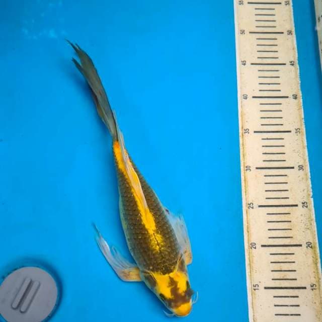 Kumpai kabuto 40bu ( sirip dayung terlipat)