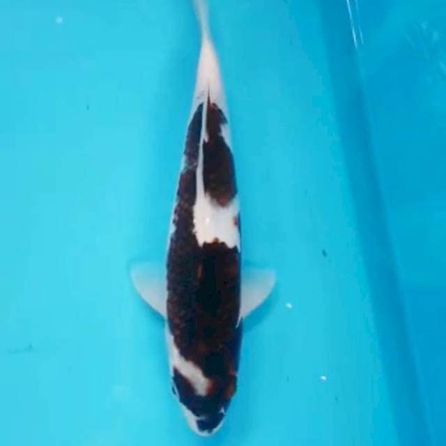 Budo goromo