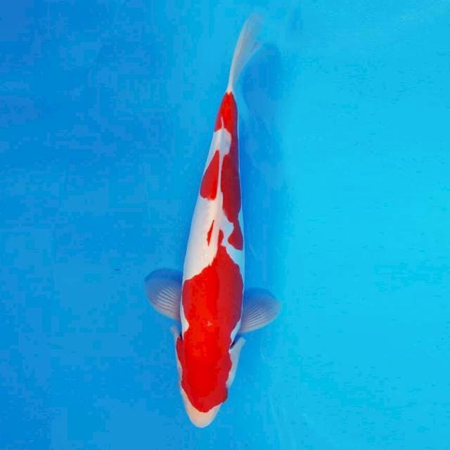 KYOSO 9 - Kohaku Doitsu ®