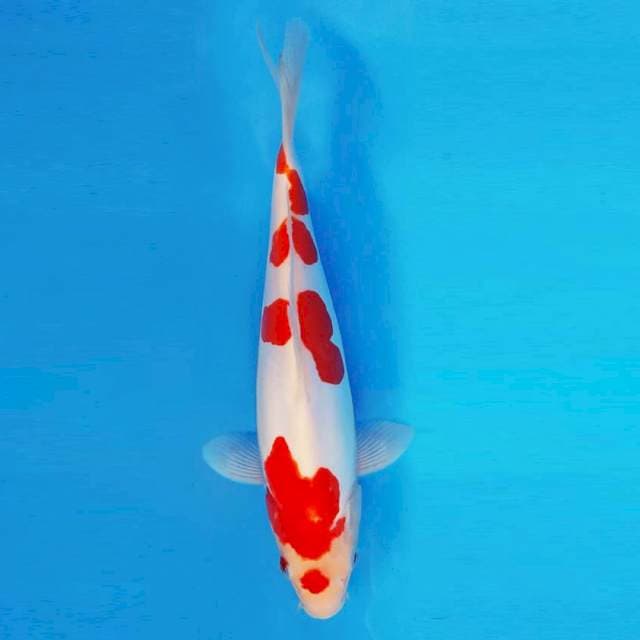 KYOSO 14 - Kohaku Doitsu ®