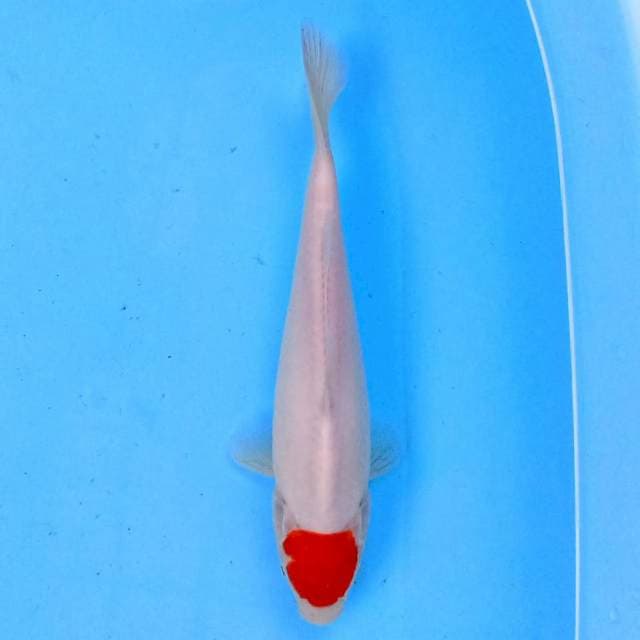 Tancho 20 cm