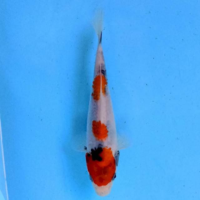 Showa 17 cm