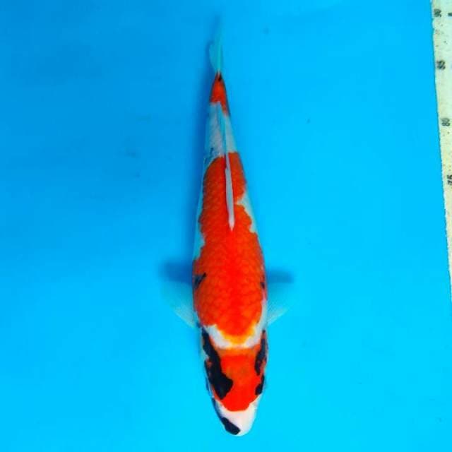 Showa 31cm