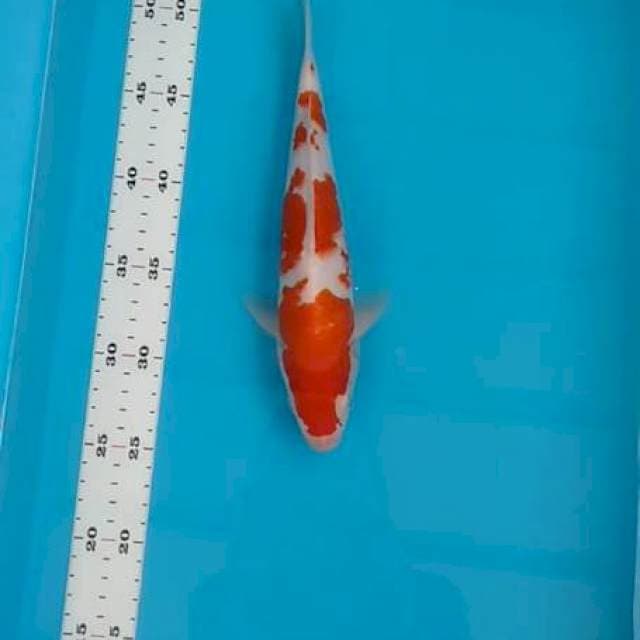 Kohaku ori
