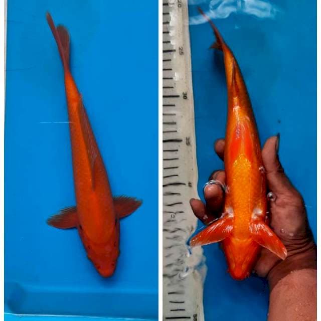 Aka hajiro 28cm