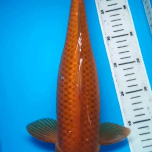 CHAGOI TEMBAGA JUMBO 44 Cm
