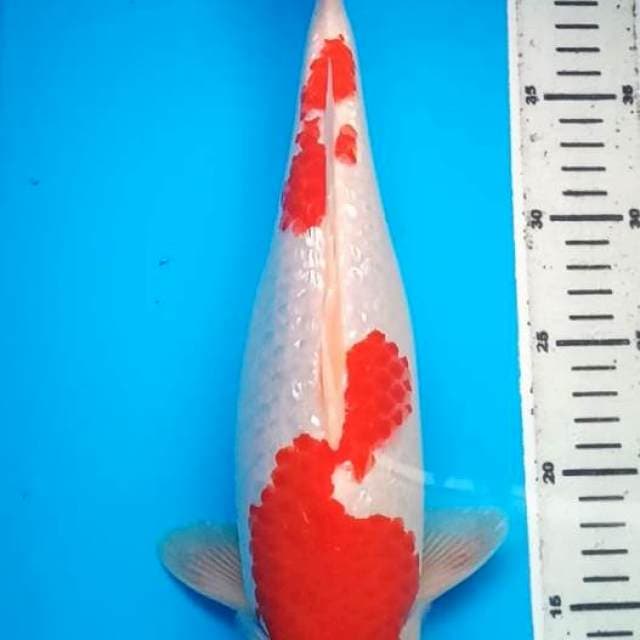 KOHAKU GINRIN BULKY 36 Cm, JANTAN