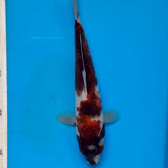 Goromo 22cm
