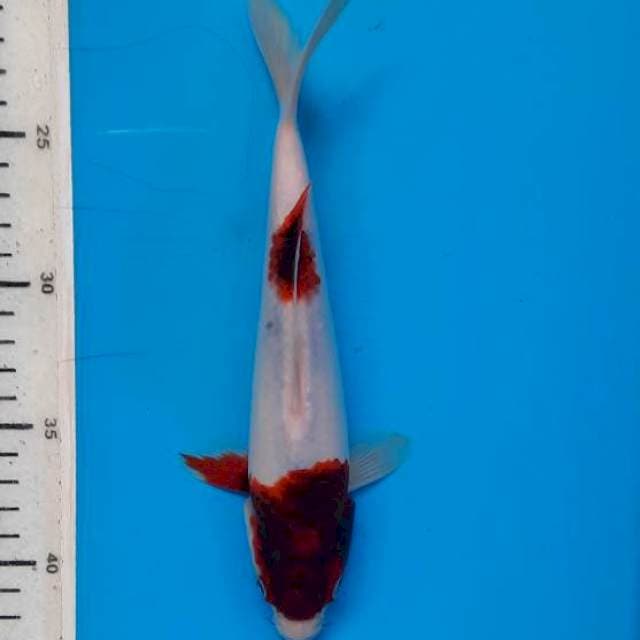 Goromo 22cm
