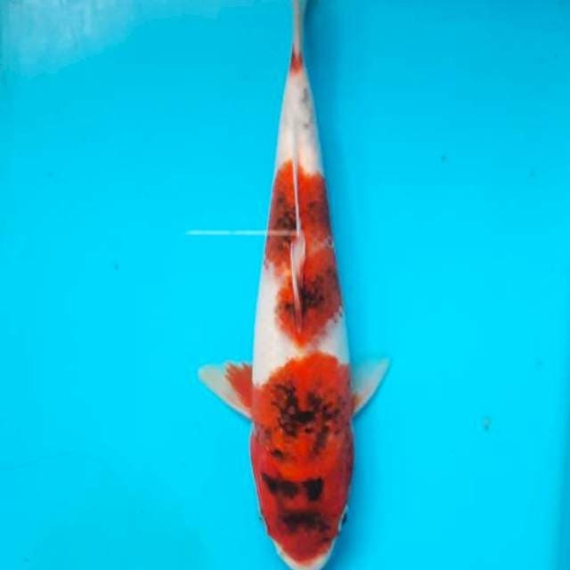 Goromo 20cm