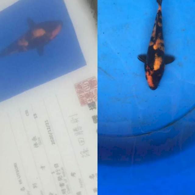 Hi Utsuri 20bu Shinoda Koi Farm