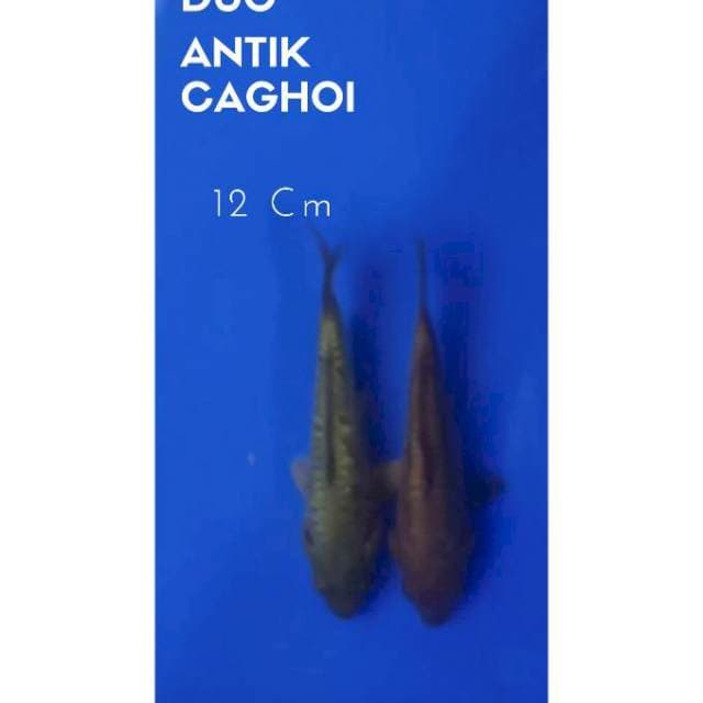Chagoi antikan minion