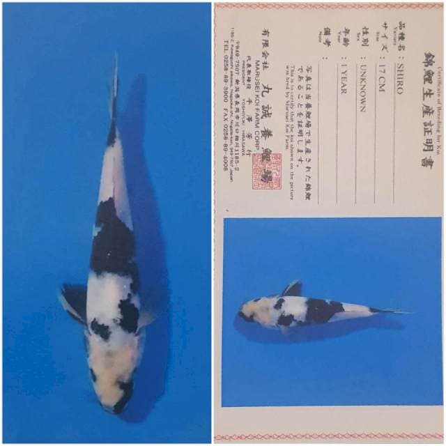 Shiro import "marusei"