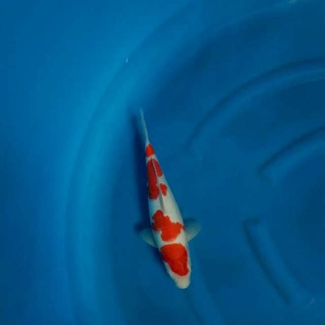 Kohaku SQ