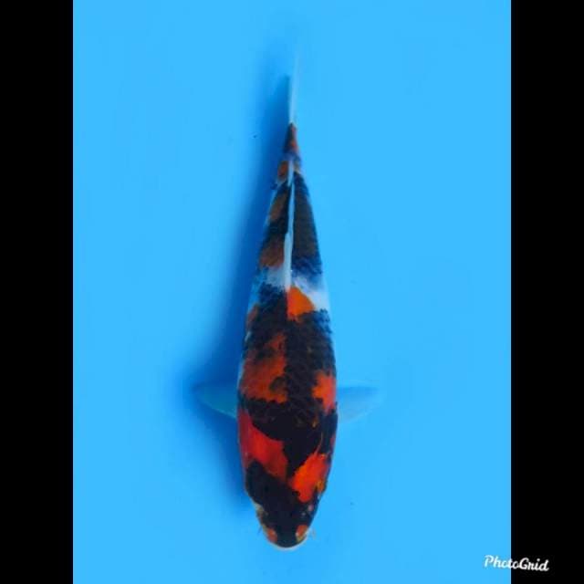 Showa Strong , 20cm