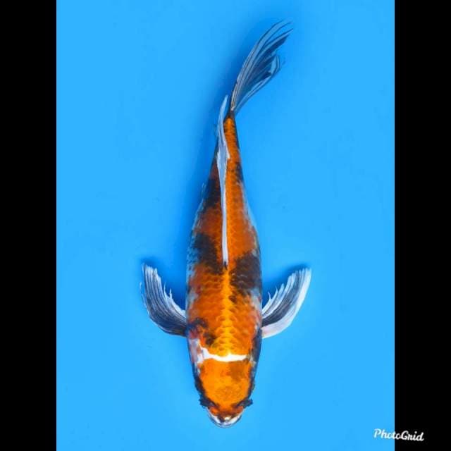 Kumpay KinShowa , 35cm