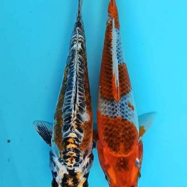 Kin kikokuryu dan goshiki bunga 19cm